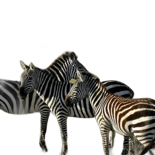 animal, jewelry, furniture, creature transparent PNG cut-out