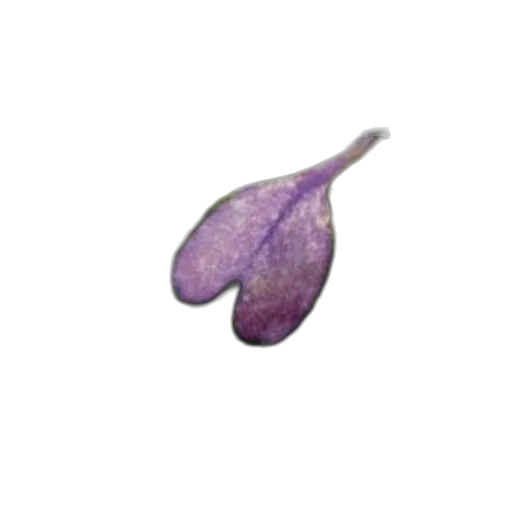 umbrella, flower, staff, hat transparent PNG cut-out