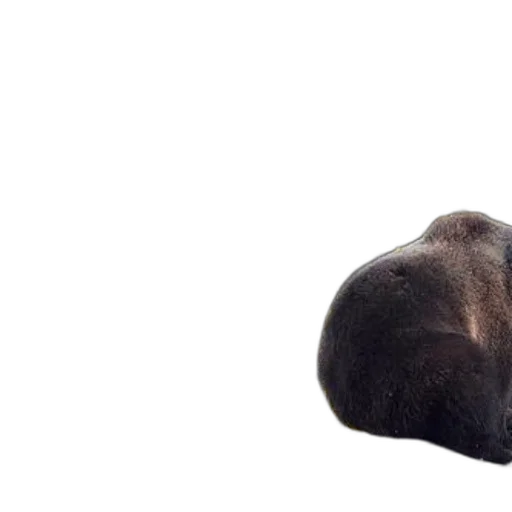 animal, face, hair, creature transparent PNG cut-out