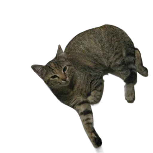 animal, creature, staff, hat transparent PNG cut-out