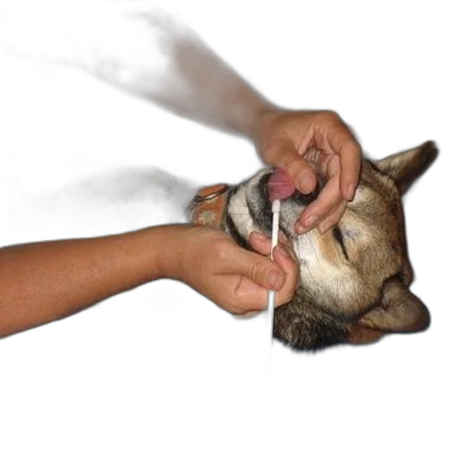 staff, animal, weapon, mask transparent PNG cut-out