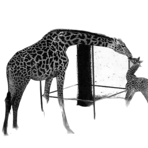 animal, furniture, creature, hat transparent PNG cut-out