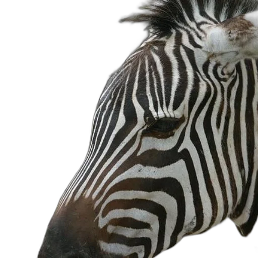 animal, creature, face, hat transparent PNG cut-out
