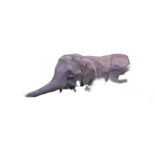 animal, creature, dragon, weapon transparent PNG cut-out