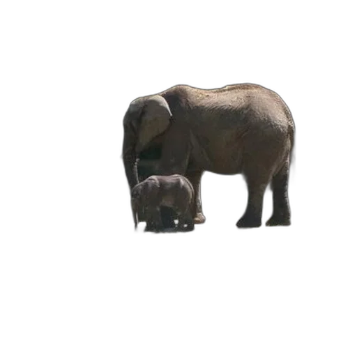 animal, creature, face, hat transparent PNG cut-out