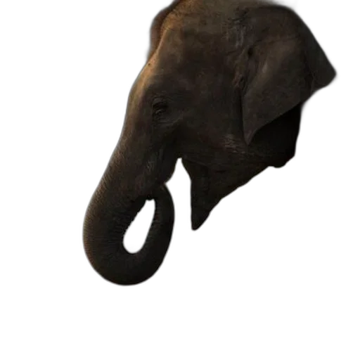 animal, mask, hat, staff transparent PNG cut-out