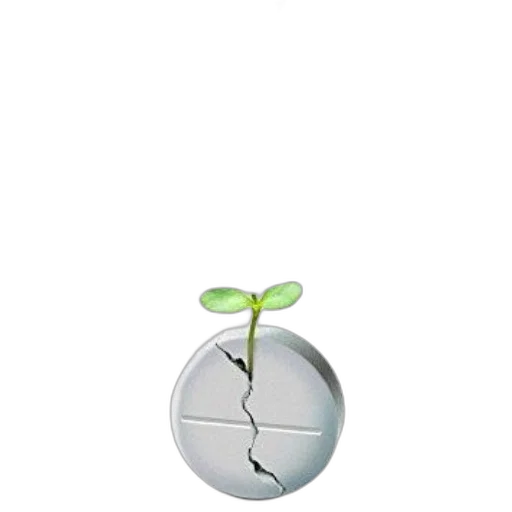 tree, umbrella, staff, furniture transparent PNG cut-out