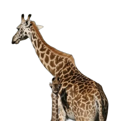 animal, creature, staff, jewelry transparent PNG cut-out