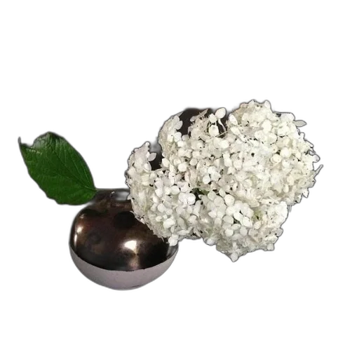 flower, jewelry, food, crown transparent PNG cut-out