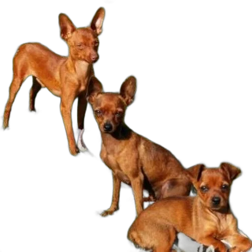 animal, staff, creature, photorealistic transparent PNG cut-out