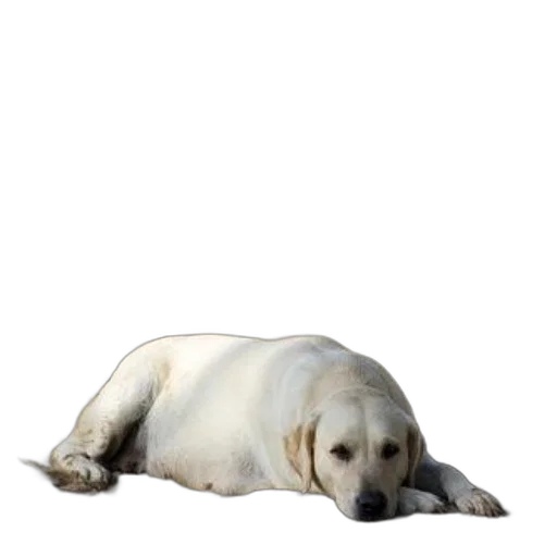 animal, creature, staff, furniture transparent PNG cut-out