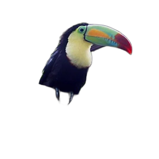 animal, hat, creature, mask transparent PNG cut-out