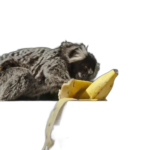 animal, food, creature, staff transparent PNG cut-out