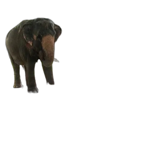 animal, creature, staff, face transparent PNG cut-out