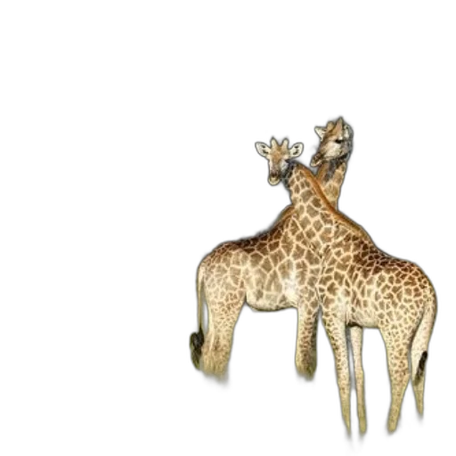 animal, jewelry, crown, creature transparent PNG cut-out