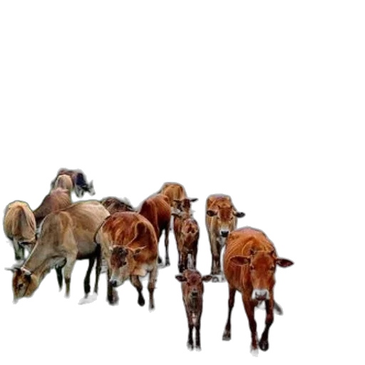 animal, furniture, staff, jewelry transparent PNG cut-out
