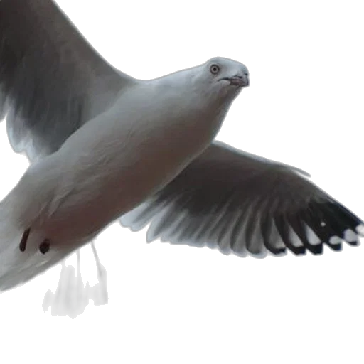 animal, weapon, creature, staff transparent PNG cut-out