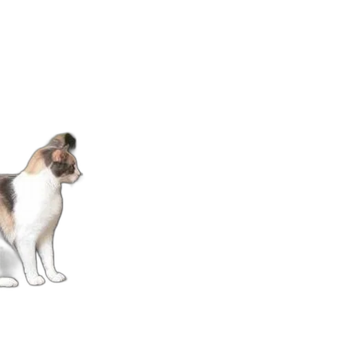 animal, creature, staff, hair transparent PNG cut-out