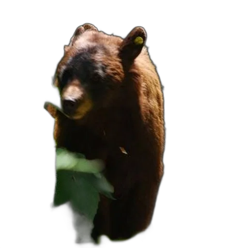 animal, creature, food, staff transparent PNG cut-out