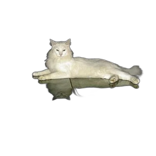 animal, furniture, creature, staff transparent PNG cut-out