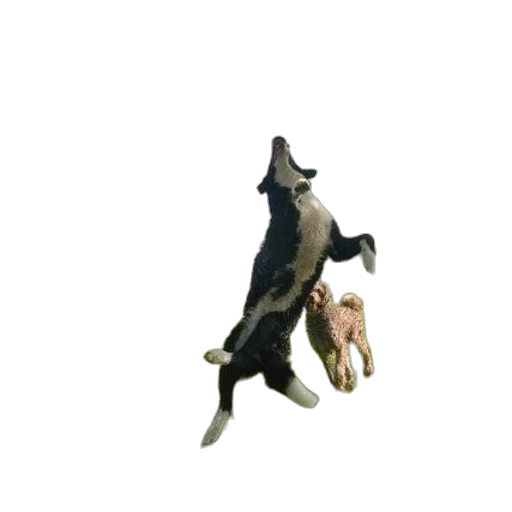 animal, creature, staff, dragon transparent PNG cut-out