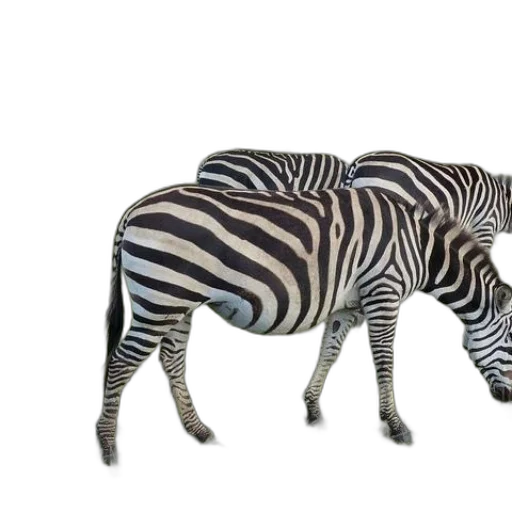 animal, creature, furniture, hat transparent PNG cut-out