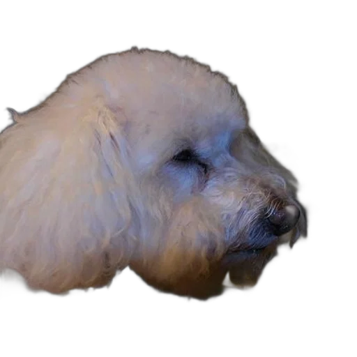 animal, creature, hair, face transparent PNG cut-out