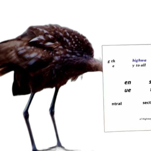 animal, creature, food, hat transparent PNG cut-out