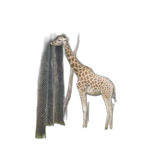 animal, creature, umbrella, staff transparent PNG cut-out