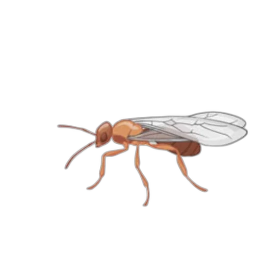 animal, creature, furniture, food transparent PNG cut-out