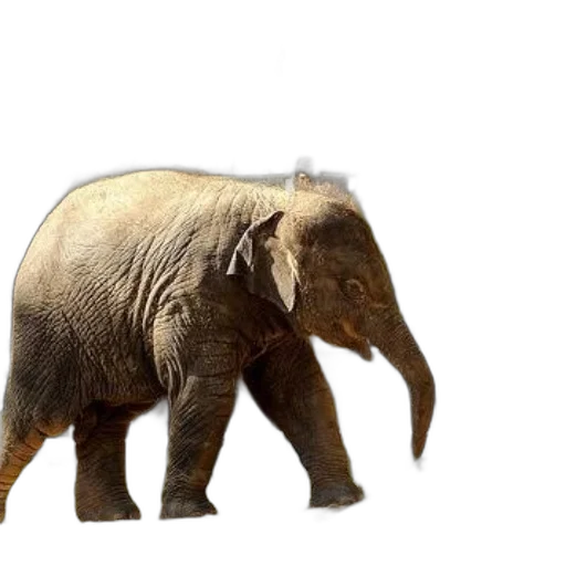 animal, creature, weapon, hat transparent PNG cut-out