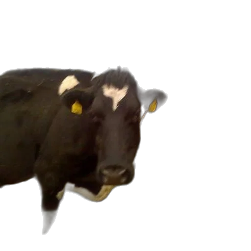 animal, creature, weapon, food transparent PNG cut-out