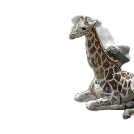 animal, creature, shoes, 3d render transparent PNG cut-out