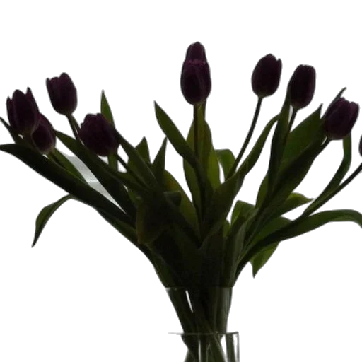 flower, crown, staff, jewelry transparent PNG cut-out