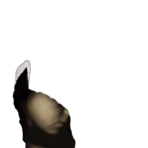 face, mask, animal, hair transparent PNG cut-out
