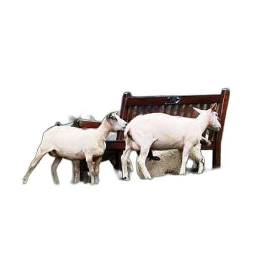 furniture, animal, jewelry, food transparent PNG cut-out