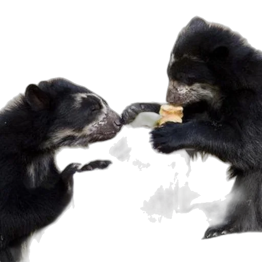 food, animal, photorealistic, two transparent PNG cut-out