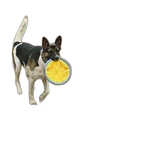 food, animal, creature, staff transparent PNG cut-out