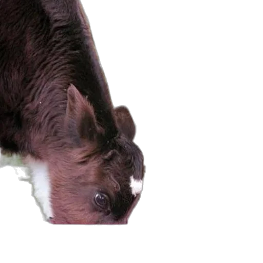 animal, creature, face, mask transparent PNG cut-out