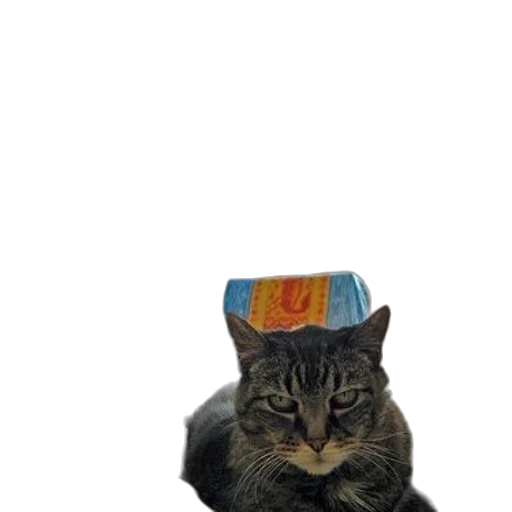 hat, crown, animal, staff transparent PNG cut-out