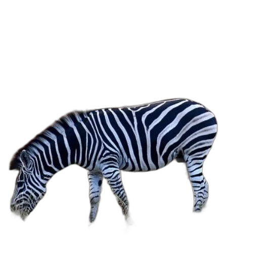 animal, creature, hat, furniture transparent PNG cut-out