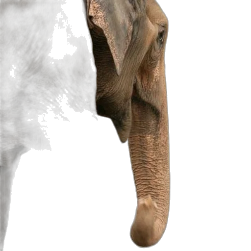 animal, creature, face, staff transparent PNG cut-out