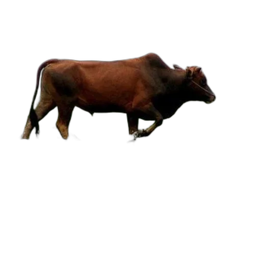 animal, creature, food, weapon transparent PNG cut-out