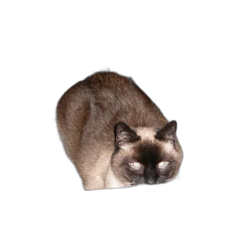 animal, creature, hat, face transparent PNG cut-out