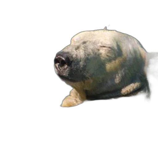 animal, creature, face, mask transparent PNG cut-out
