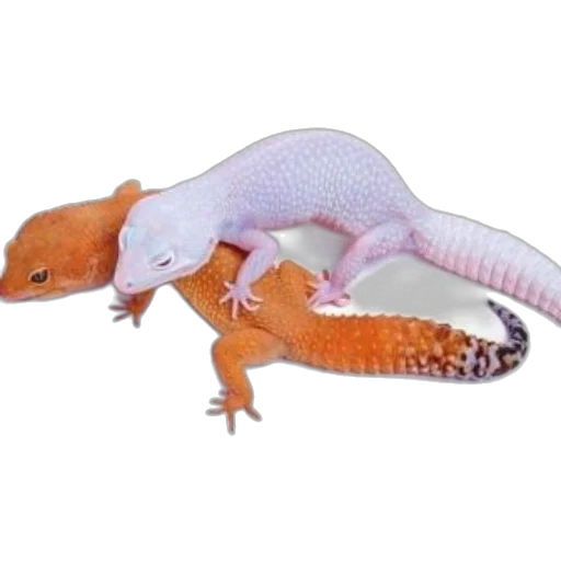dragon, animal, creature, hat transparent PNG cut-out