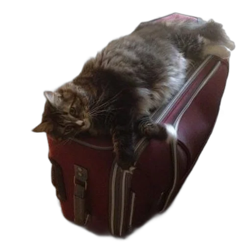 staff, furniture, animal, creature transparent PNG cut-out