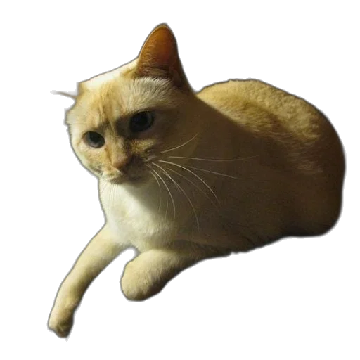 animal, creature, staff, face transparent PNG cut-out