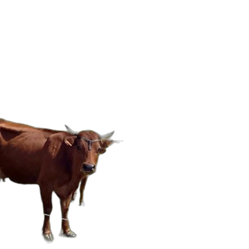 animal, creature, food, weapon transparent PNG cut-out