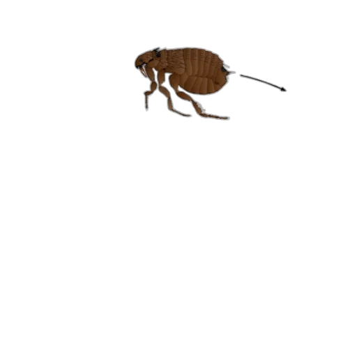 animal, creature, robot, staff transparent PNG cut-out